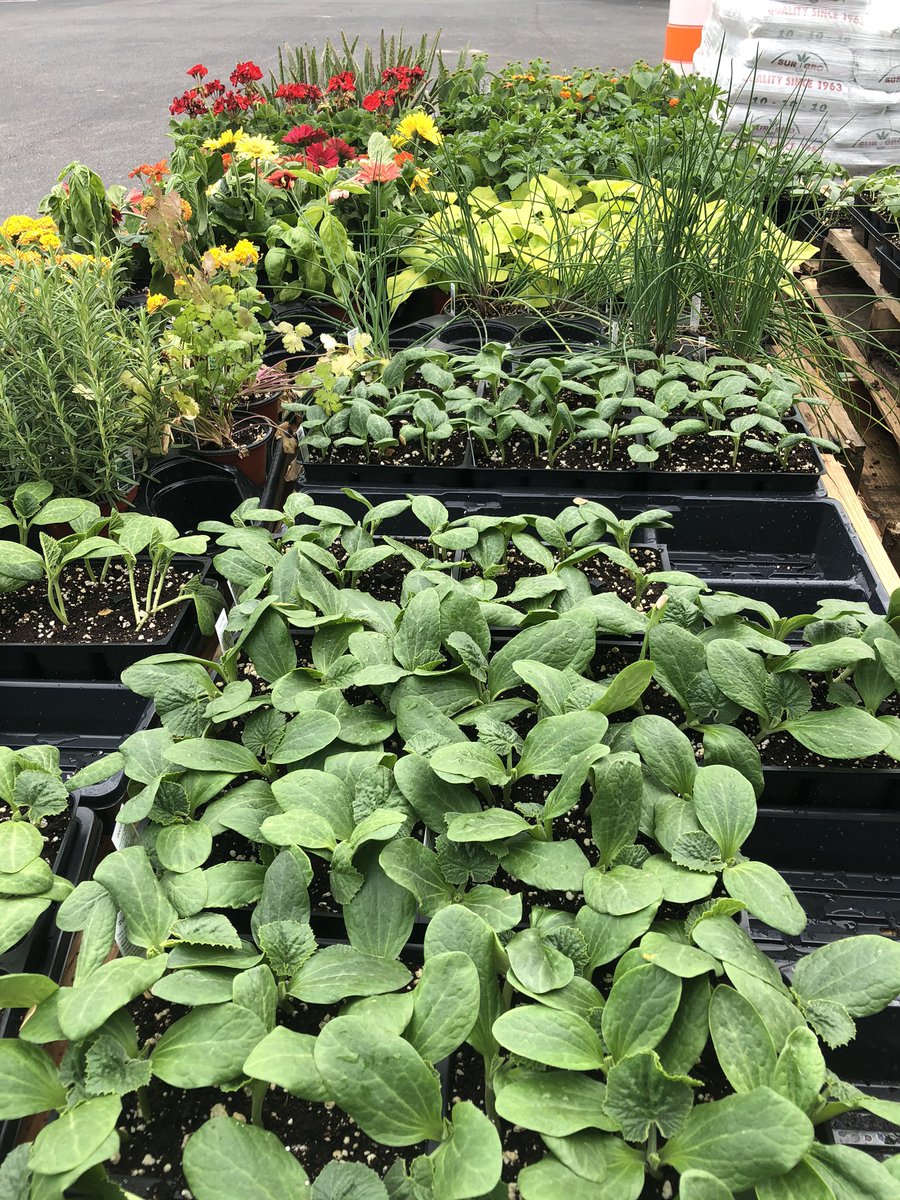 AGSSTATESBORO's tweet photo. Looking for something fun and constructive to do? Plant a garden! We have vegetable, herb and flowering plants, hoses, fertilizer too. Creates great teachable moments for kids! #WatchYourGardenGrow🌷#AndersonsGeneralStore https://t.co/0kjFBeZIyR