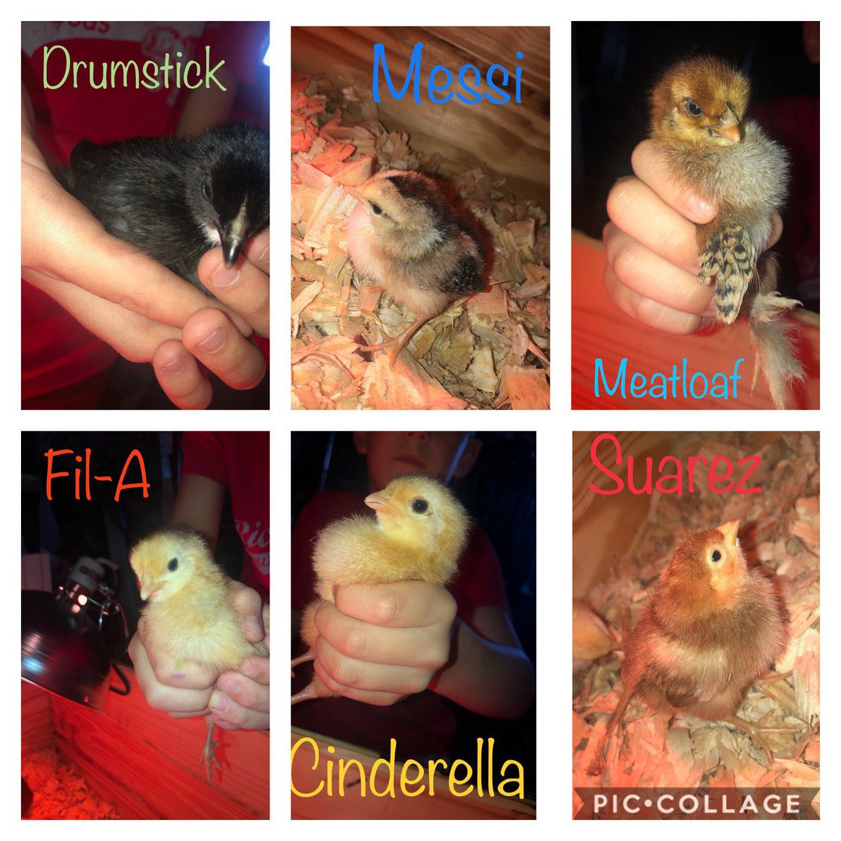 AClardyGRREC's tweet photo. Newest additions to the Tinsley family ❤️❤️❤️🐾❤️ @RichPondElement #howcutearethey😱 https://t.co/PfrqAsWXcv