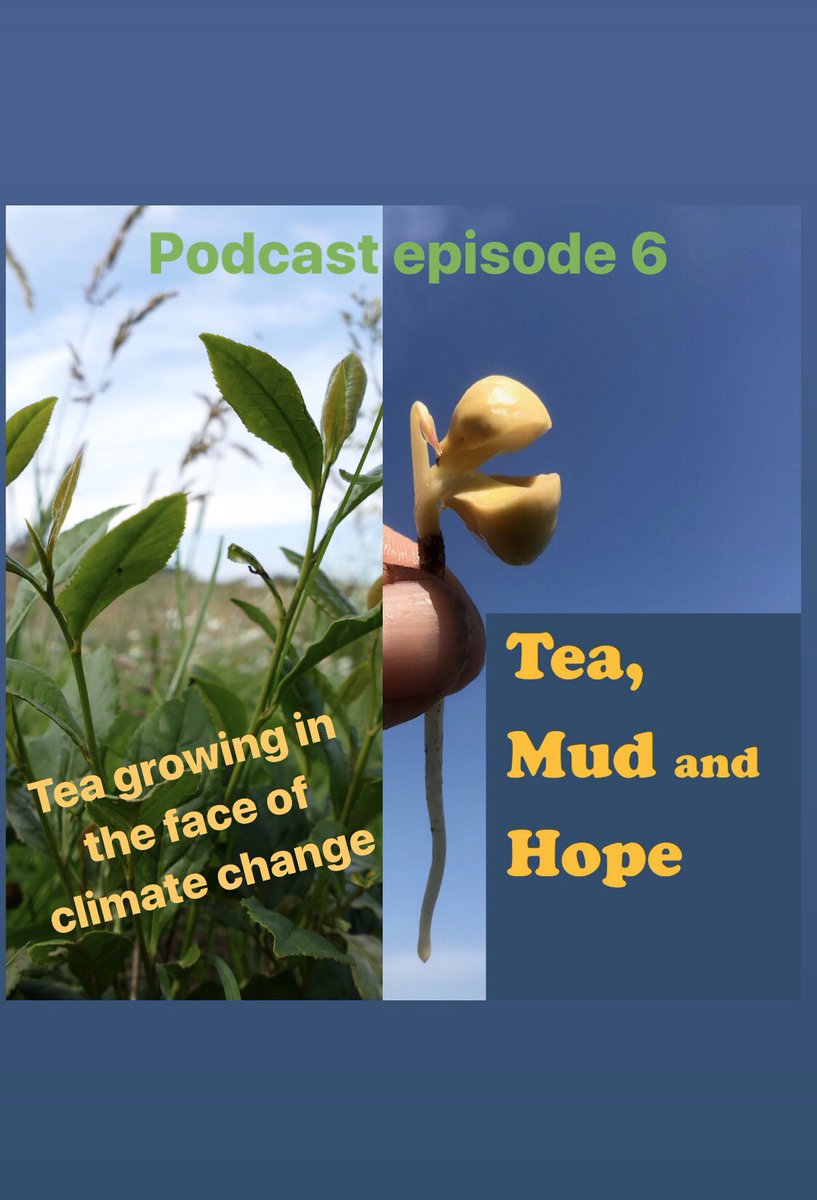 windyhollowscot's tweet photo. Next episode available now 😊 if you have a bit of time during #lockdown and you are interested in #tea #plants #climate #growing #wildflowers #biodiversity #climateaction and #naturalgrowing sit back and enjoy 🌿best wishes from #Perthshire #Scotland 🌱#TheLockdown #podcasting https://t.co/wo1x1zaHQ9