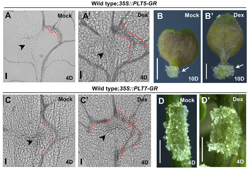 Dev_journal's tweet photo. A PLETHORA of plant regenerative responses
A Research Highlight from our new issue, on @DhanyaRadhakri1 @AnjuPS14 @kareemvk @reachaiyaz 
@kalikapg &amp; colleagues' vascular regeneration paper
https://t.co/L7kkIKD4Ni https://t.co/wOnsOnyccO