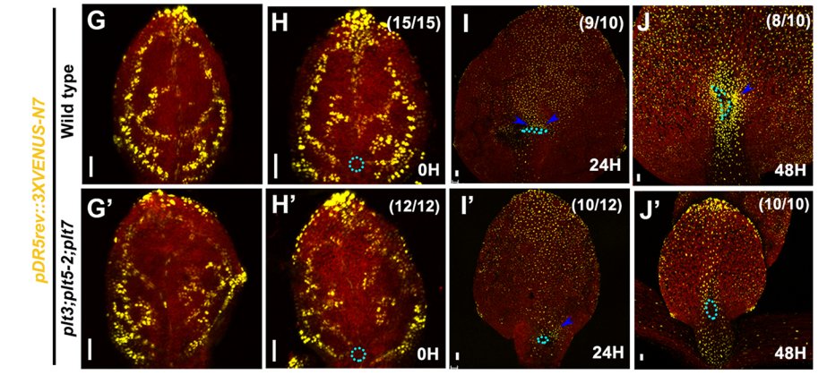 Dev_journal's tweet photo. Read their full paper 'A coherent feed-forward loop drives vascular regeneration in damaged aerial organs of plants growing in a normal developmental context' here:
https://t.co/KjtCRSFWCW https://t.co/Qx1RJnmekG