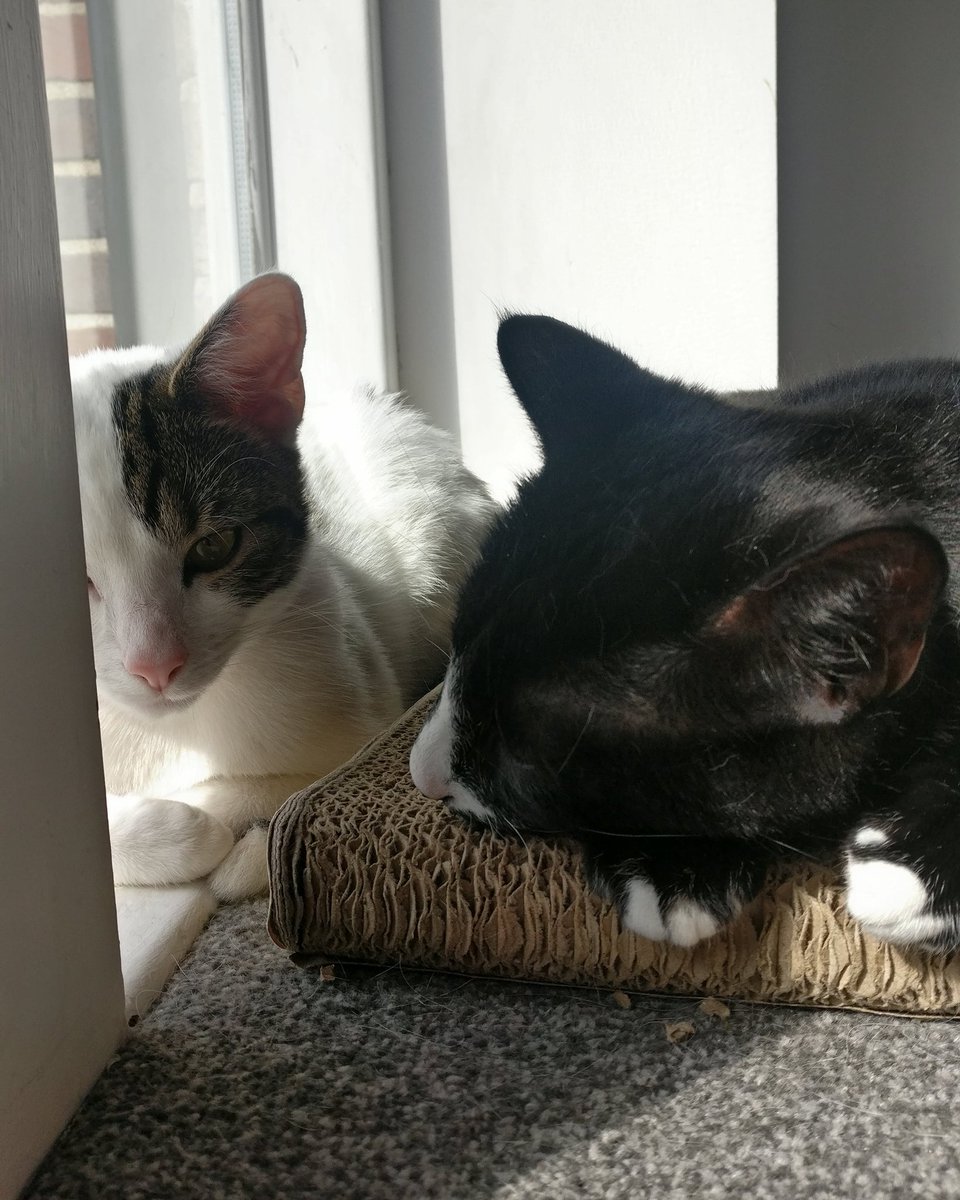 SirCasati's tweet photo. Prime sunning spot #sircasati #missflora #CatsOfTheQuarantine https://t.co/Wqq0KFtt0C