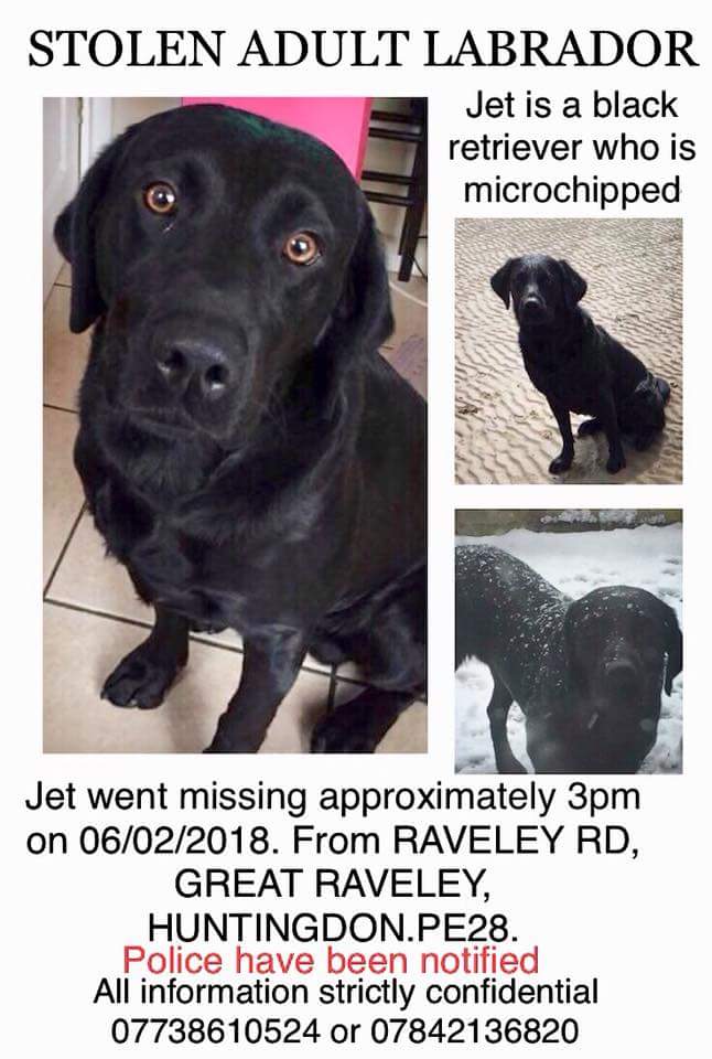 blacklab115's tweet photo. Do you have #Stolen Jet? #FindJet's little #Buddy wants his pal back. https://t.co/WSt9X7PJ3S