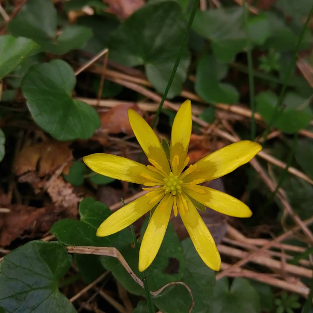jonoDavCol's tweet photo. Some highlights from today's walk. #dailyexercise #stayhome #plants #flowers #spring https://t.co/PaKA3aY950
