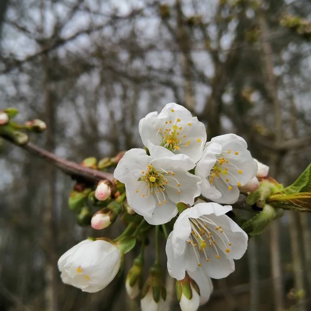 jonoDavCol's tweet photo. Some highlights from today's walk. #dailyexercise #stayhome #plants #flowers #spring https://t.co/PaKA3aY950