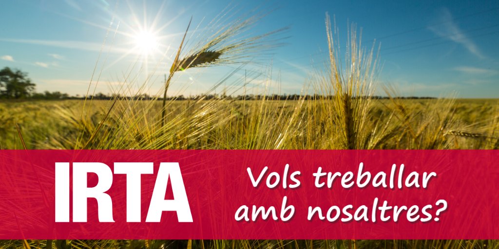 irtacat's tweet photo. Oferta de #treball IRTA:
Tècnic/a de suport en #CultiusExtensius vinculat al projecte #Genvce
⏳ Termini: 7 d'abril
🗺️ IRTA #MasBadia (#Girona)
☑️ https://t.co/31M40qOE7X https://t.co/0ayLLjA4MA