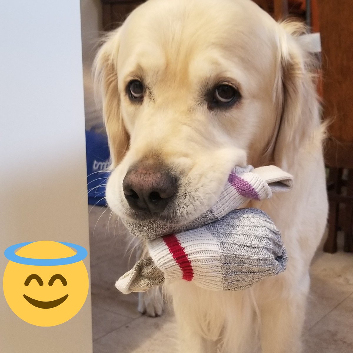 Just a sneaky sock thief <a href="/rottenroxygirl/">Roxy’s Mom</a> <a href="/StuartPetSupply/">Stuart Pet Supply Co.</a> <a href="/mitchemerson24/">Mitch Emerson</a> <a href="/emsquaredd_/">Emily Emerson</a> @Adam_Clements18