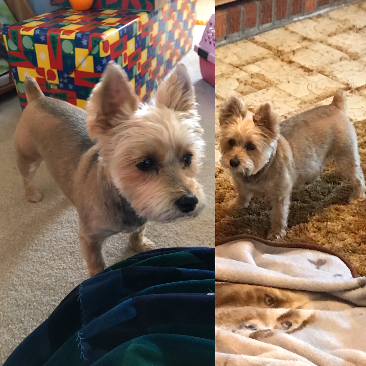 Ukulele:
Before/After
9lbs/12lbs
Haircut/No Haircut