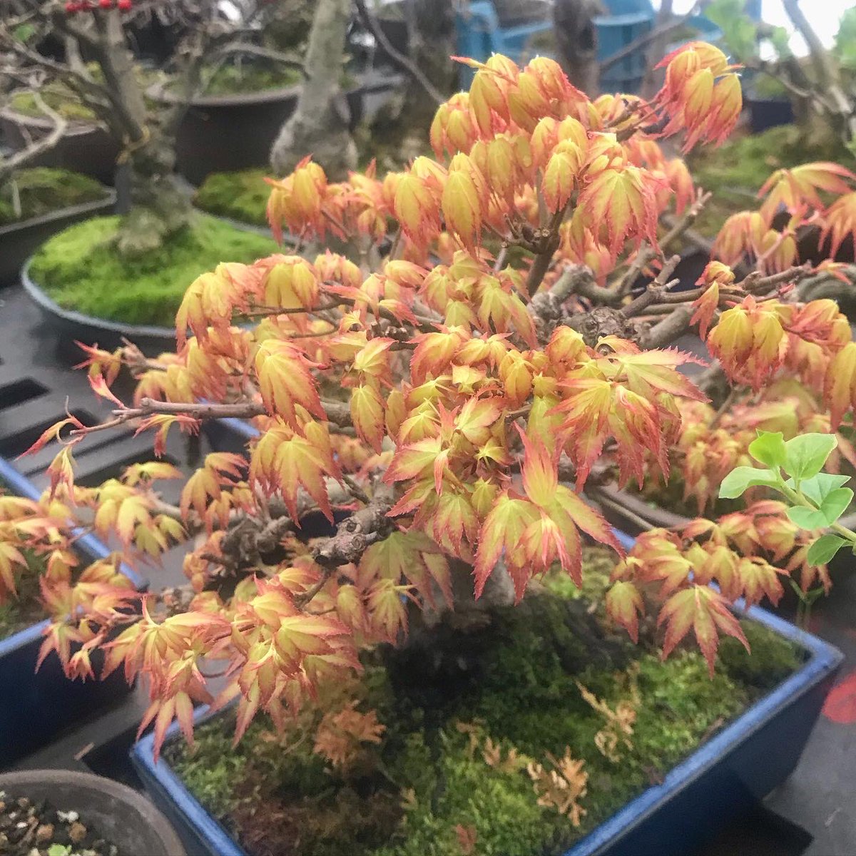 Dave Castro tweet media