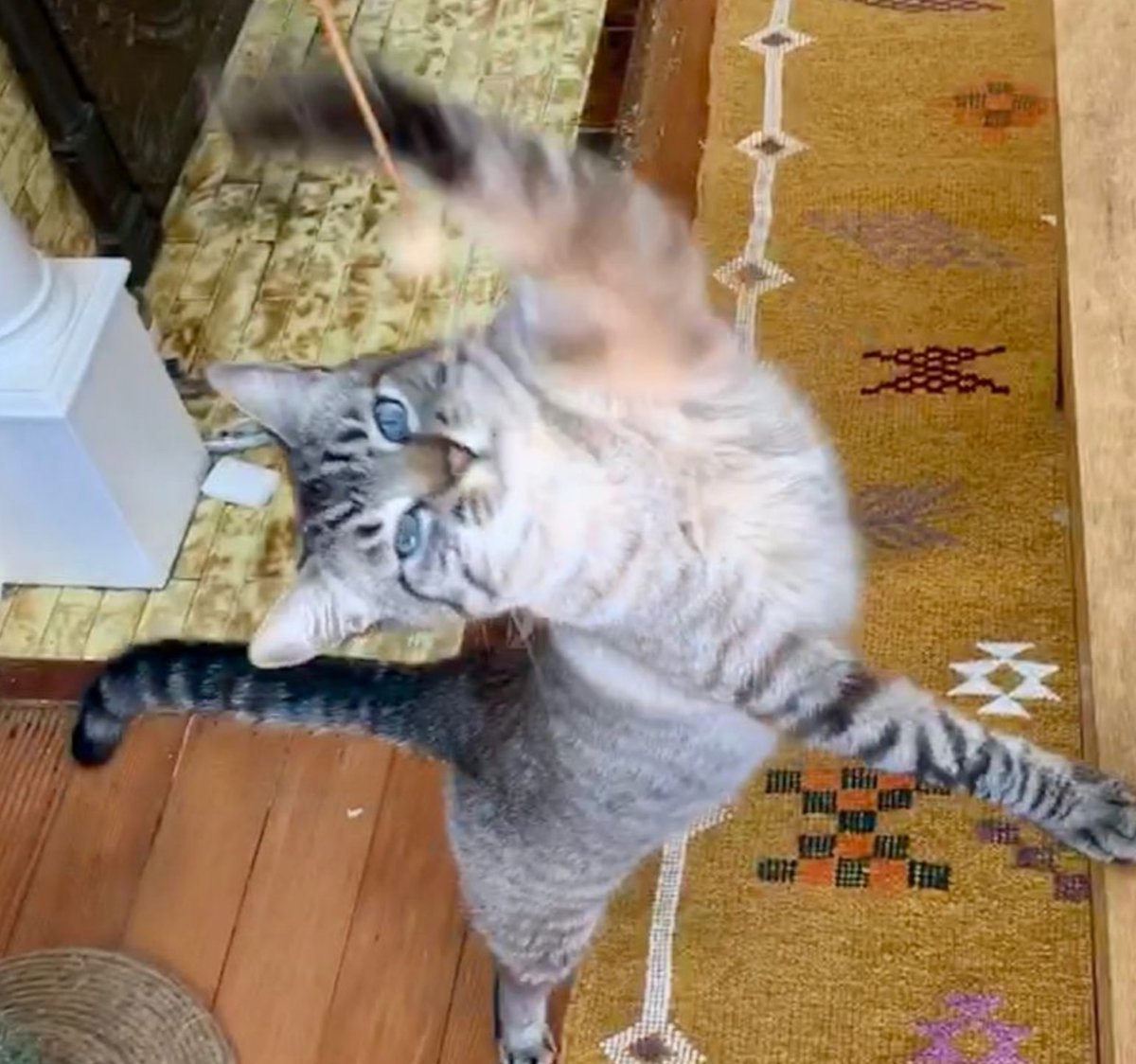 PreciousFur's tweet photo. PLay is SOOO Essital for a cat's well being! They are natural born athletes that jump, hunt, play and RUN. Keep them active with any extra time at home. #sfcats #catsittingsf #catplay https://t.co/TfM4CuaBjG
