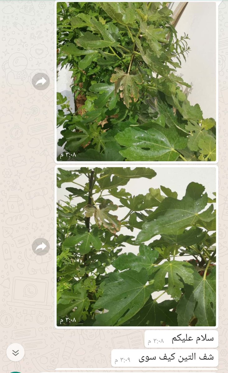 mo00j12's tweet photo. #كمبوست_الشاهي
#Compost_tea
اثر التسميد بشاهي الكمبوست على الاشجار المثمرة واشجار الزينة والمسطحاث الخضراء في حديقة احد المتابعين الكرام منذ شهر
ملاحظة :
تم معاملة واغراق التربة لنجيلة CL2000 قبل الزراعة بيوم واحد فقط https://t.co/Lor0DCkgbP