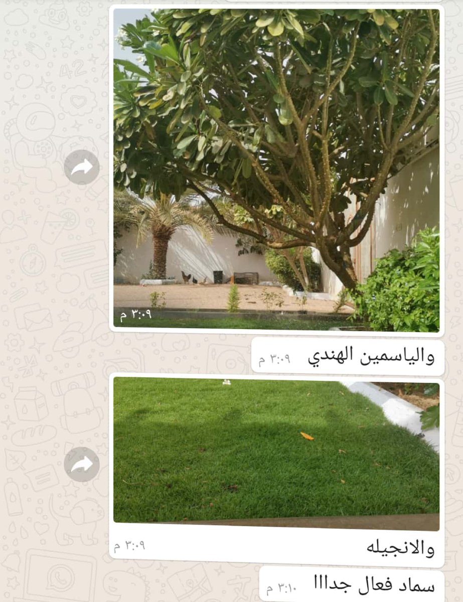 mo00j12's tweet photo. #كمبوست_الشاهي
#Compost_tea
اثر التسميد بشاهي الكمبوست على الاشجار المثمرة واشجار الزينة والمسطحاث الخضراء في حديقة احد المتابعين الكرام منذ شهر
ملاحظة :
تم معاملة واغراق التربة لنجيلة CL2000 قبل الزراعة بيوم واحد فقط https://t.co/Lor0DCkgbP