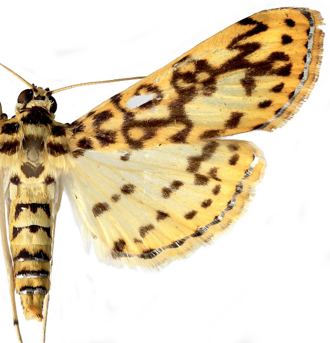 USDA_ARS's tweet photo. Petaloid scale (ps) associated with male reproductive structures discovered in a beautiful yellow and silver New World moth species. Read the published paper: https://t.co/7jGExAicA3 #Sysentlab #USDAARS https://t.co/h8wP2X6DQZ