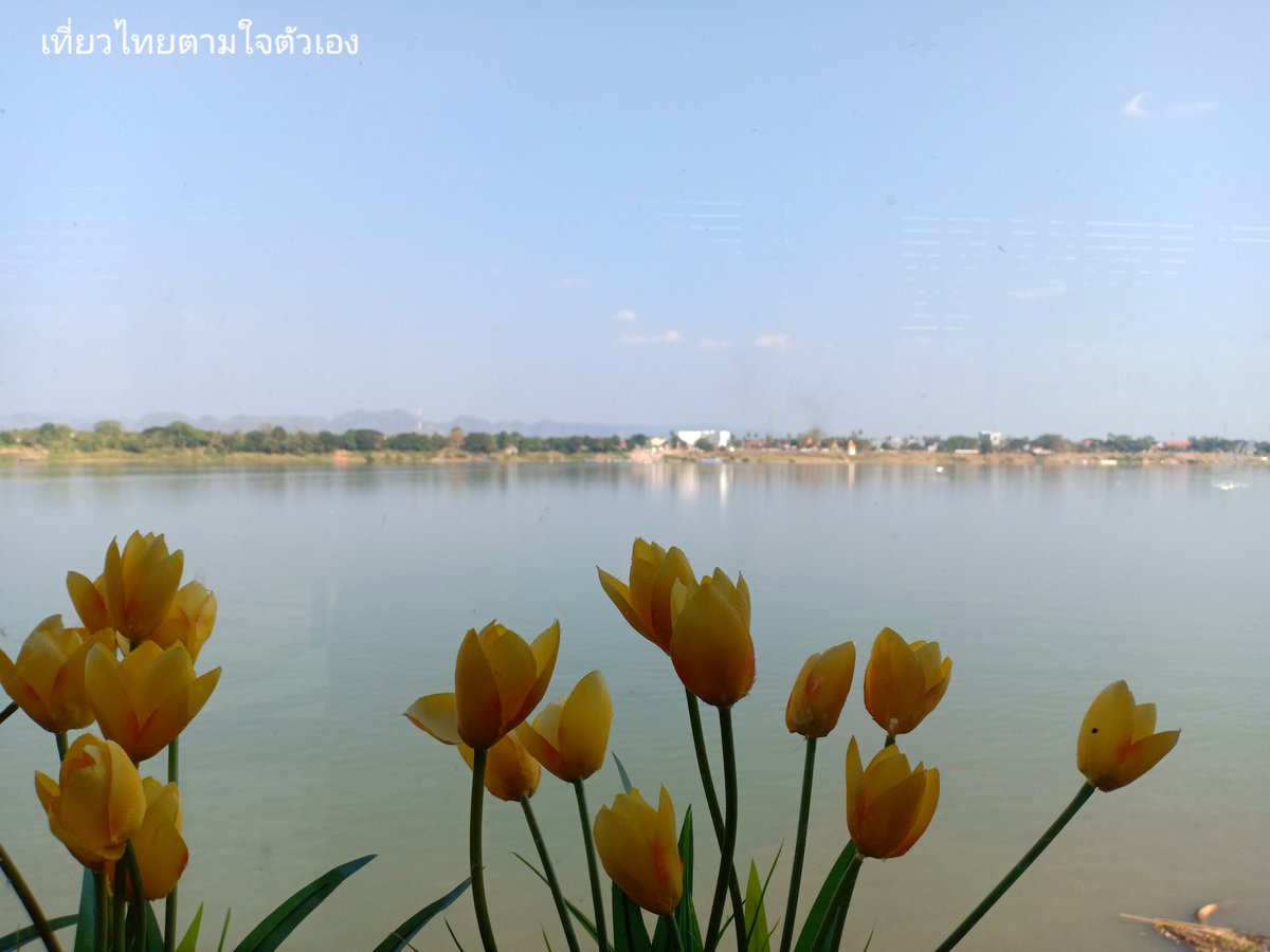 RQBVGTGSgcYgsBv's tweet photo. Two Twelve Kafa&Cha คาเฟ่ติดริมน้ำโขงใกล้พญาศรีสัตตนาคราช ภายในร้านเย็นสบาย เครื่องดื่มอร่อย และวิวโคตรดี😍 #เที่ยวไทยตามใจตัวเอง #twotwelve #คาเฟ่ริมแม่น้ำโขง #คาเฟ่นครพนม #รีวิวนครพนม #ไทยเที่ยวไทย #ที่กินนครพนม #เที่ยวไทยเท่ #thaitravelbymyself #thaitraveling #thailandtravel https://t.co/TO2NNMq8M2