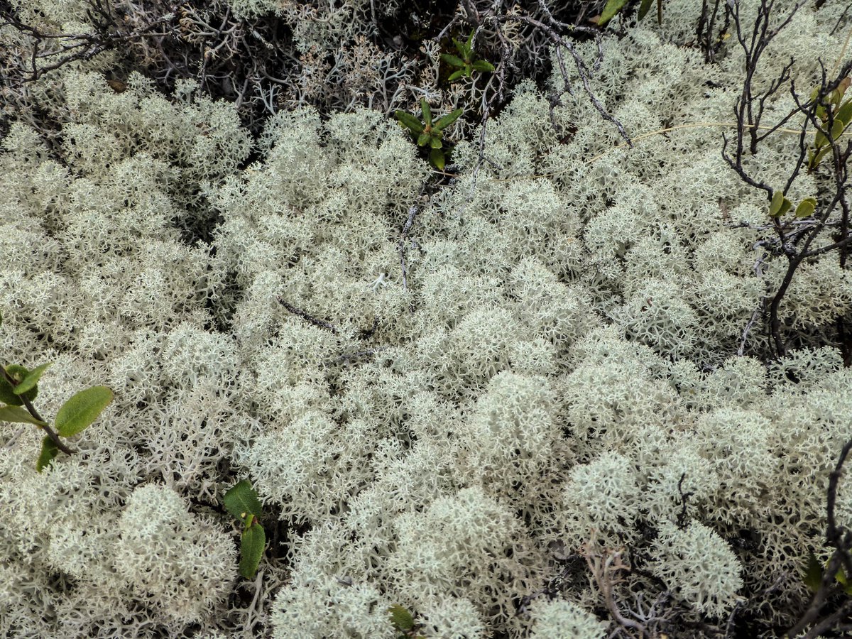 TroyMcMullin's tweet photo. Winner of the Canadian National Lichen Vote: 
Star-tipped Reindeer Lichen (Cladonia stellaris)
For more on the results visit: 
https://t.co/3qYLeJy8wC
@MuseumofNature 
Thanks for voting! https://t.co/JyOT5xJl6b