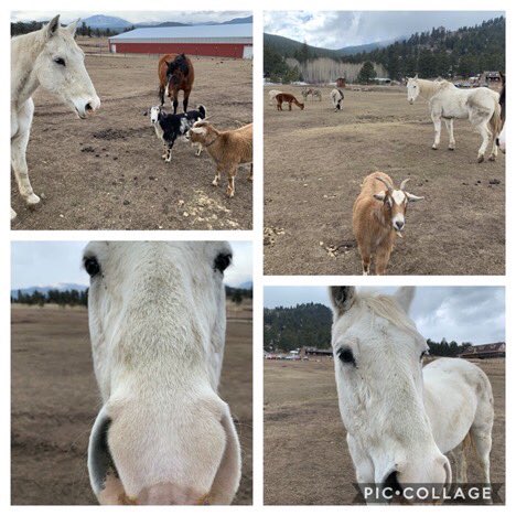 GSColo's tweet photo. JOY for the day from #TomahawkRanch: Casper the new addition to the farm is settling in beautifully and making other furry friends! Reflect on what you are joyful about for the day and share with it with @GSColo. #GSColo @girlscouts https://t.co/cv7zZnyXUD