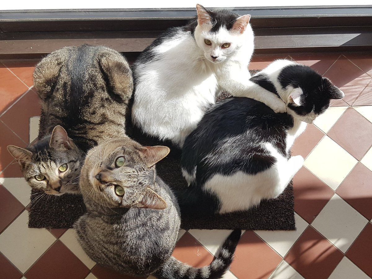 5fluffballs's tweet photo. Sunbathing πΆππΈ
#CatsOfTwitter #rescuecat #spring #sunnyday #joy #kuddle #March2020 https://t.co/ersNfD0OY1