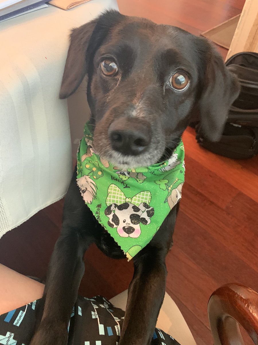 shauna_noonan's tweet photo. There’s always that one co-worker that keeps walking in my office when I’m in the middle of a teleconference. #SPEStrong #SPEStayStrong https://t.co/wKrO4YRUuP