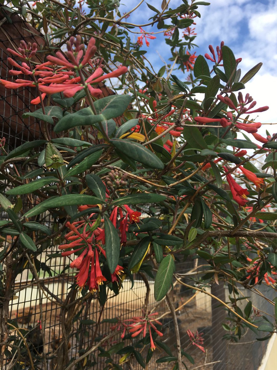 LaRocaRange's tweet photo. Our honeysuckle vine has gone crazy with all of the rain we have been having - a breath of spring #spring #flowers #honeysuckles #ranchlife #growing https://t.co/TaNgZXyeM4