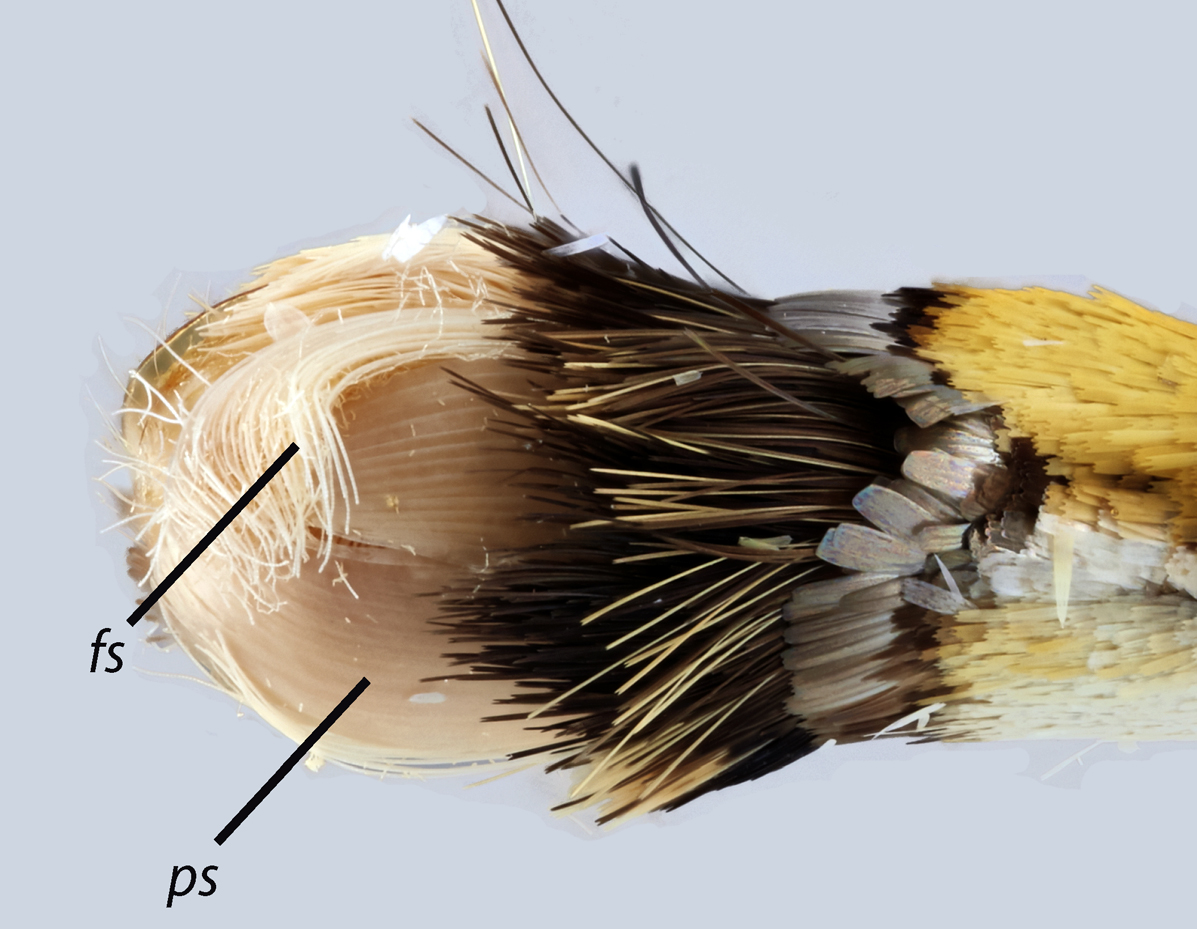 USDA_ARS's tweet photo. Petaloid scale (ps) associated with male reproductive structures discovered in a beautiful yellow and silver New World moth species. Read the published paper: https://t.co/7jGExAicA3 #Sysentlab #USDAARS https://t.co/h8wP2X6DQZ