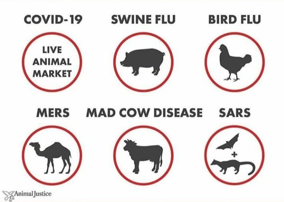 Such large Wet Markets becomes a viable ground occasionally to develop a new strain of an animal virus. Though not all such virus are dangerous to human, but might really become dangerous. Why? Because its not known to humans and there is no prescribed medicine to treat. 7+