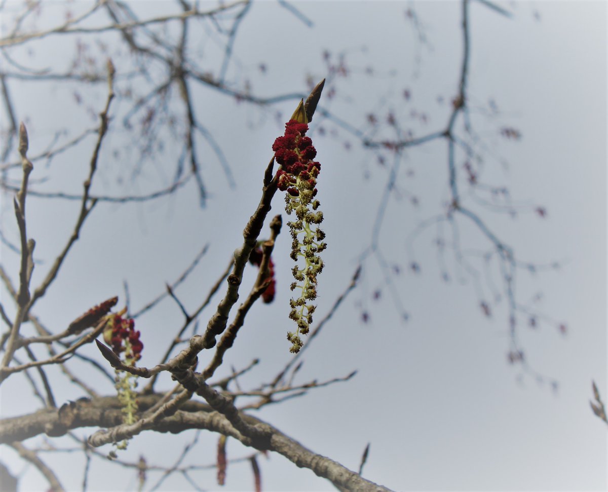 MoWoodSteward's tweet photo. Name this tree flower!  #ExtendMU #TreeTalkTuesday #2xAg2030 https://t.co/23QSoIbr6R