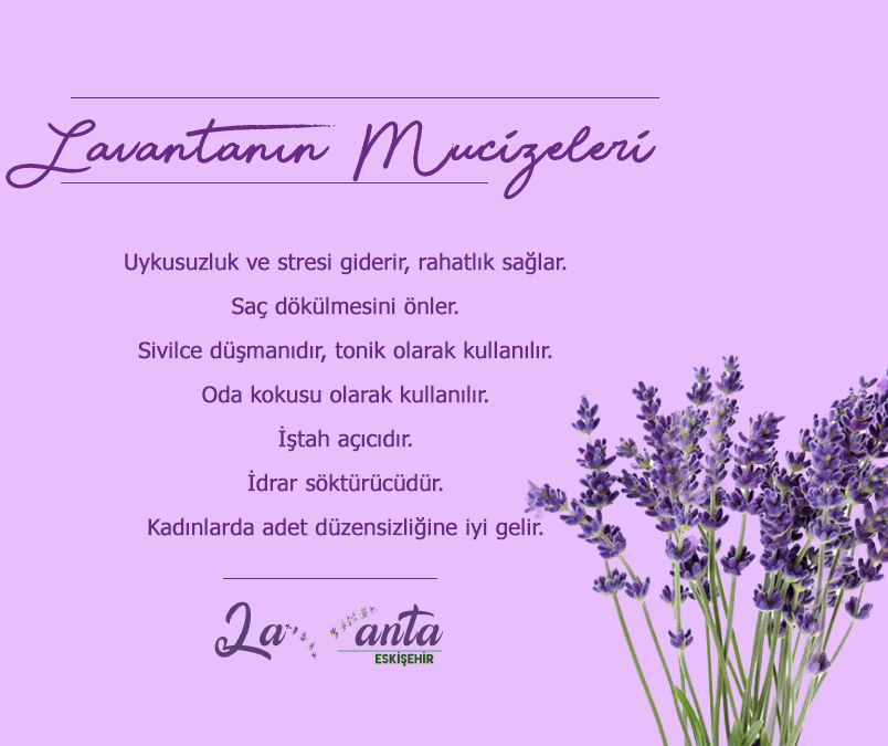 #eskişehir #eskişehirlavantabahçesi #lavanta #levander #lavantaeskişehir #eslavanta #lavantaes #lavantaaşkı #lavantasehri #celalpetrol #celalpetrolurunleri #lavantabahce #bahcelavanta #lavantabahcesi #lavantalar #lavantabalı #bal #honey #lavenderhoney