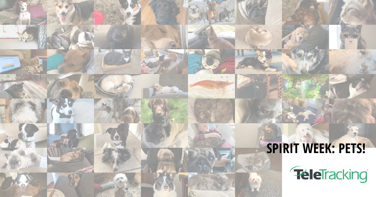 TeleTracking's tweet photo. As many of us continue to #WFH during these uncertain times, @TeleTracking is keeping the energy high with #TeleSpiritWeek! First up: our favorite furry (and not so furry) pets, who keep us laughing and loved while we're away from our #TeleFamily. Hoping to spread some smiles! https://t.co/aL5YQux4MR