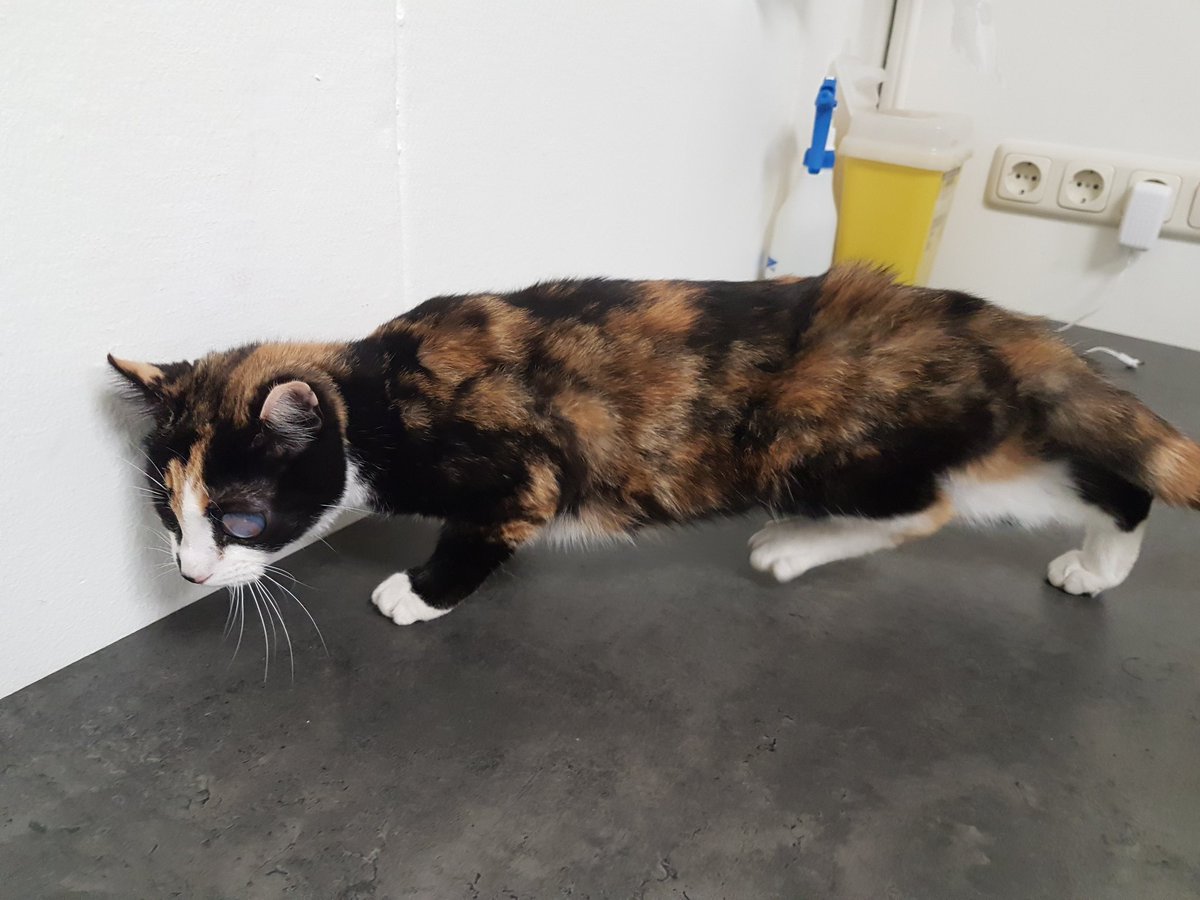 dambuZwolle's tweet photo. ❗Wij zijn met spoed opzoek naar de eigenaar van deze #gevonden kat aan de Marslandenpad.

Bent of kent u de eigenaar van deze kat? Neem dan contact op met @dambuZwolle.

#Dierenambulance #Zwolle #Zwollezuid #Assendorp #Wipstrik  #Dierenhulp #Samenvoordieren #DierenTeamZwolle https://t.co/iUoAvlTBWb