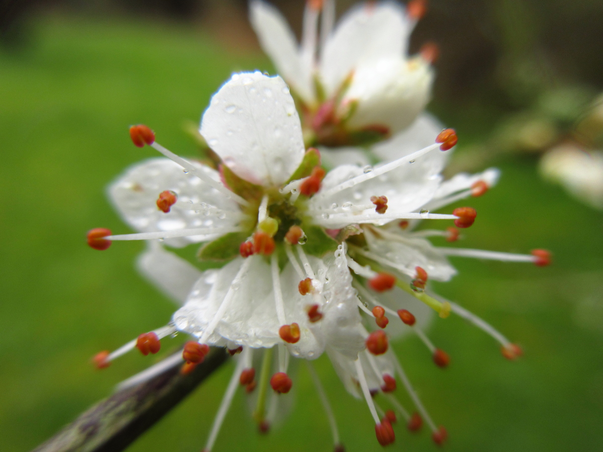 naturebygreen's tweet photo. Just before schools closed - I worked with the children @SappertonSchl exploring their local environment through the seasons #NatureRichLearning @MurmurOfWonder
Thought I'd share a few of the children's fabulous photos.
#SolaceInNature #StayHomeSafari https://t.co/0v2JoUQIVc