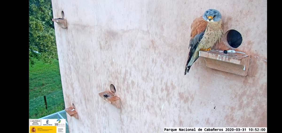 SEO_BirdLife's tweet photo. 💙Nos unimos a la familia @BirdLifeEurope @BirdLife_News @flywaychampions en su pajareo solidario anual #COTF20 #COTF2020.
💙 Como no podemos salir al campo, este año hacemos birdwatching desde #webcamseo.
📺https://t.co/qIx5JUcWEE
#SteppeUpForEagles
#StayAtHome
#QuedateEnElNido https://t.co/CTDsjOPRx1