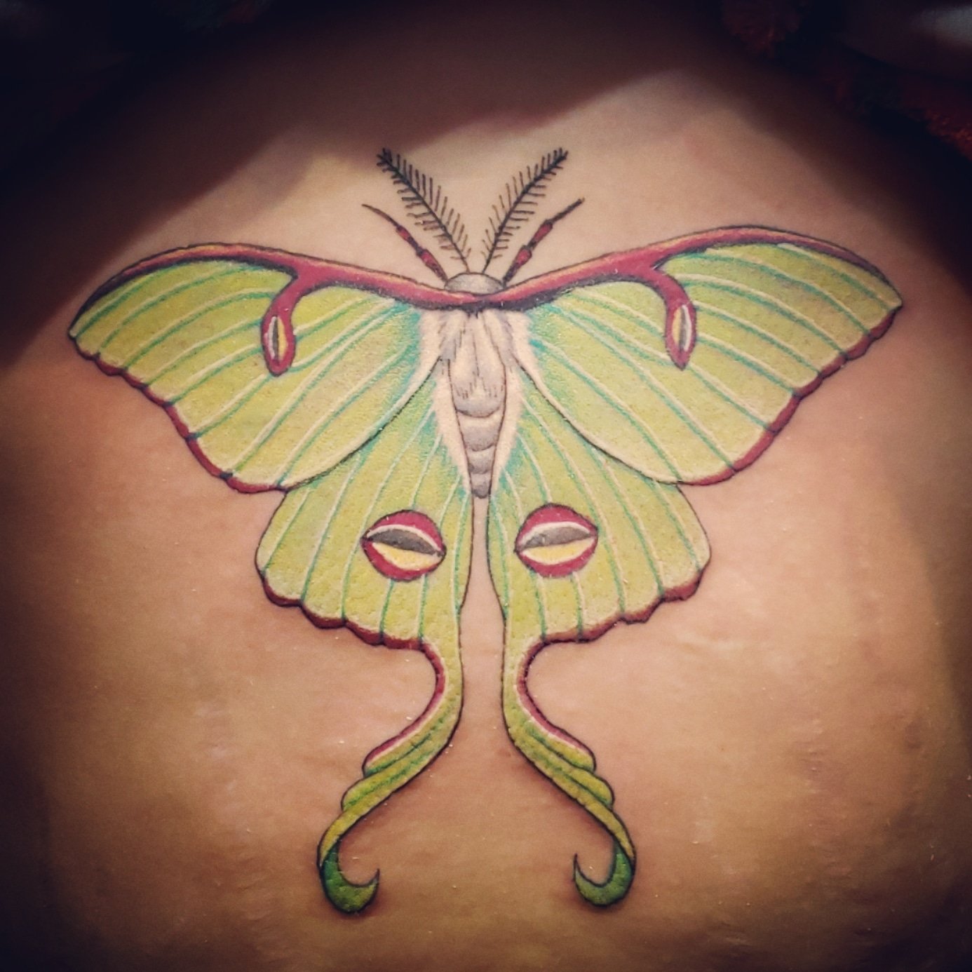 Luna Moth Temporary Tattoo Black Line Tattoo Winged Insect  Etsy Canada