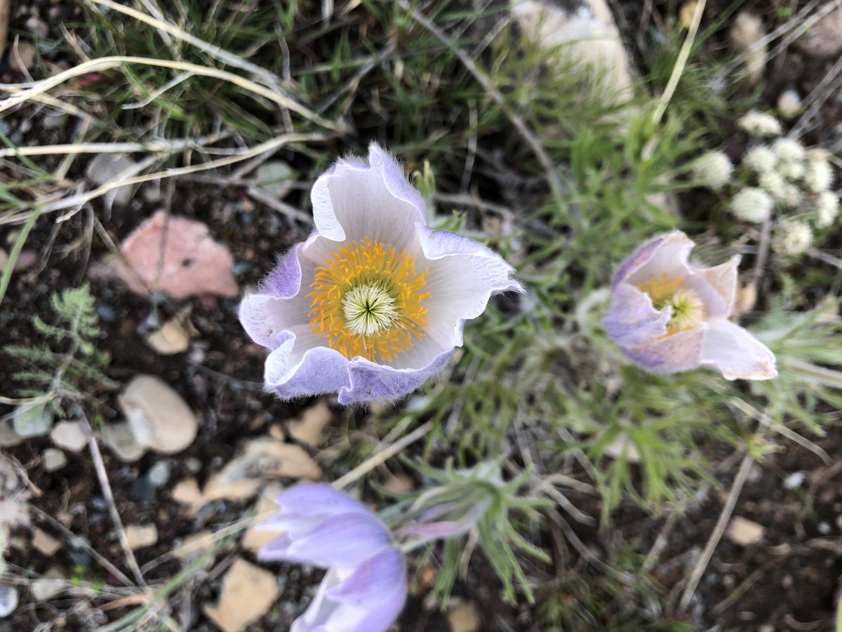 As crocuses wait patiently to emerge from beneath the snows, let’s all take the time to have patience with ourselves and one another through these challenging days. 
#WBRWeAreInThisTogether

📷: <a href="/crystal_hiebert/">Crystal Hiebert</a> on Instagram