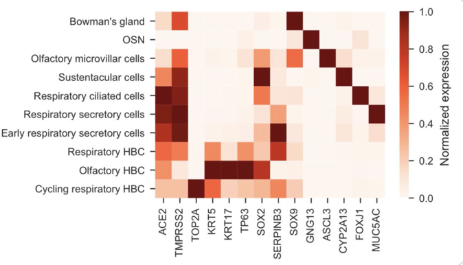 The interaction between the virus and the receptor may manifest itself clinically elsewhere. For instance, there is good data that relates it to anosmia, as reported by many patients, and as shown by the expression graph below.HT  @StearnsLab https://www.biorxiv.org/content/10.1101/2020.03.25.009084v1 #COVID1915/x