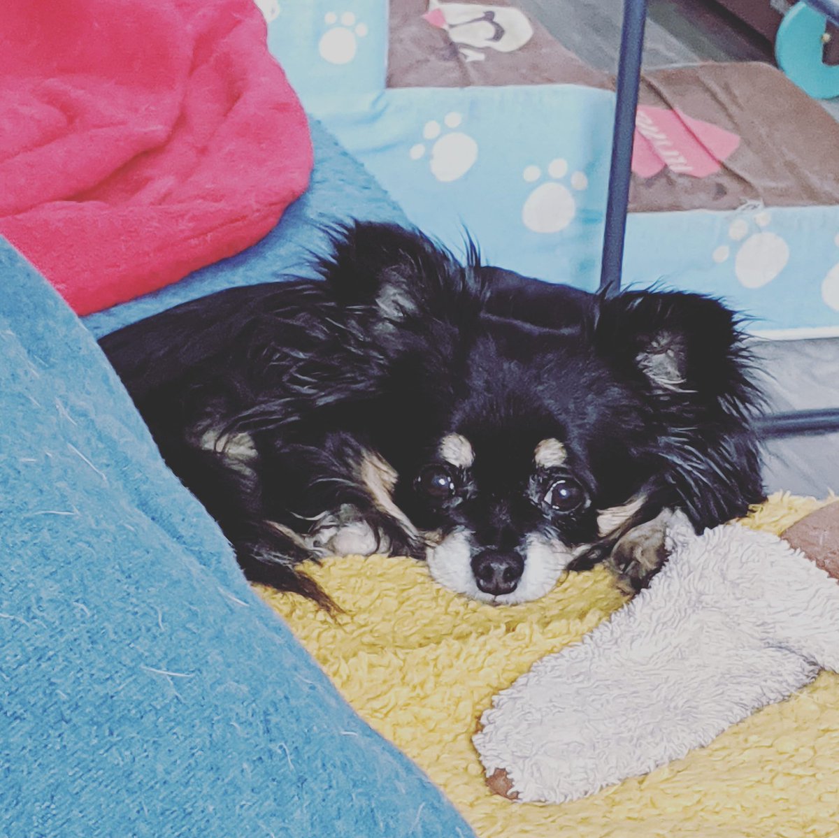 TinyDogShop's tweet photo. On espère que le confinement avec vos petits toutous se passe bien! La livraison avec Mondial Relay est suspendu jusqu'à nouvel ordre. Prenez soin de vous. #tinydogshop #restezchezvous #chihuahua #instadog #dogsoftwitter https://t.co/jd2n43VtXa