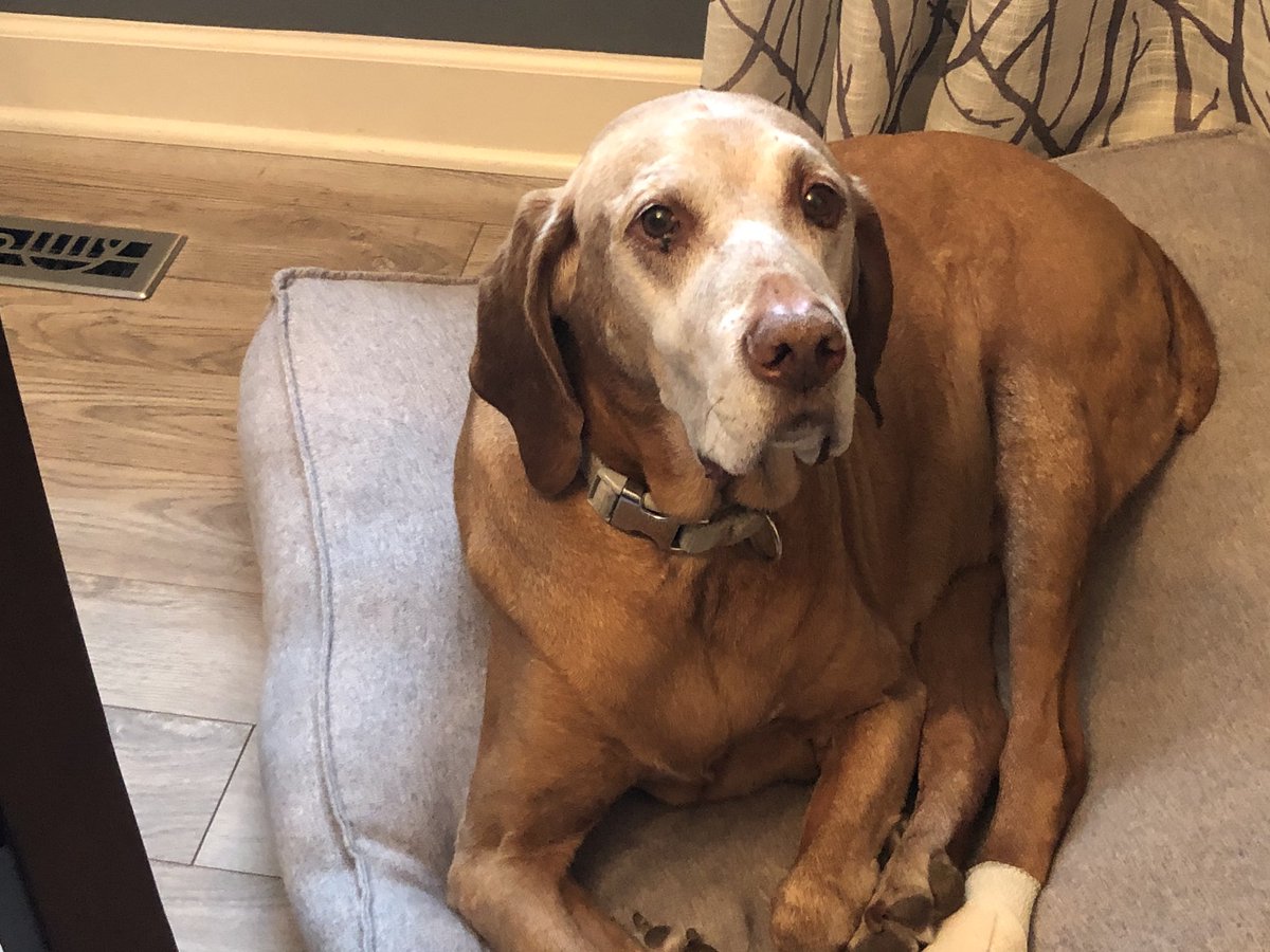 drkatiberg's tweet photo. The girls plugged away on their reading, writing and math assignments and Graham is already finished with 4K tasks so it’s LEGO building time. Humphrey just wants to be near us. Now it’s time for me to get to work @MUCollegeofComm @MarquetteU. #WorkFromHome #wearemarquette https://t.co/alOgnajzMP