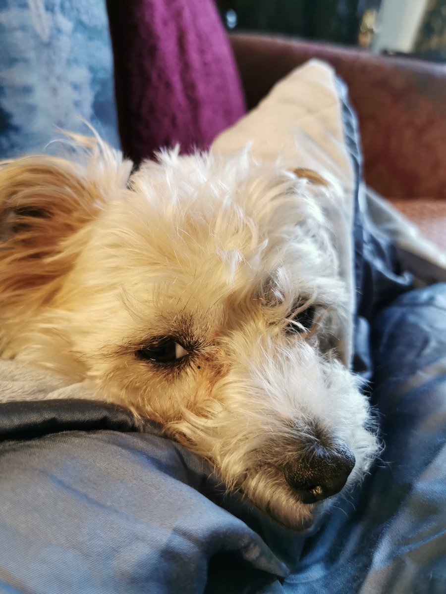 Betty Boo enjoying the weighted blanket. Hope it helps with my anxiety, had a horrible panic episode last night.