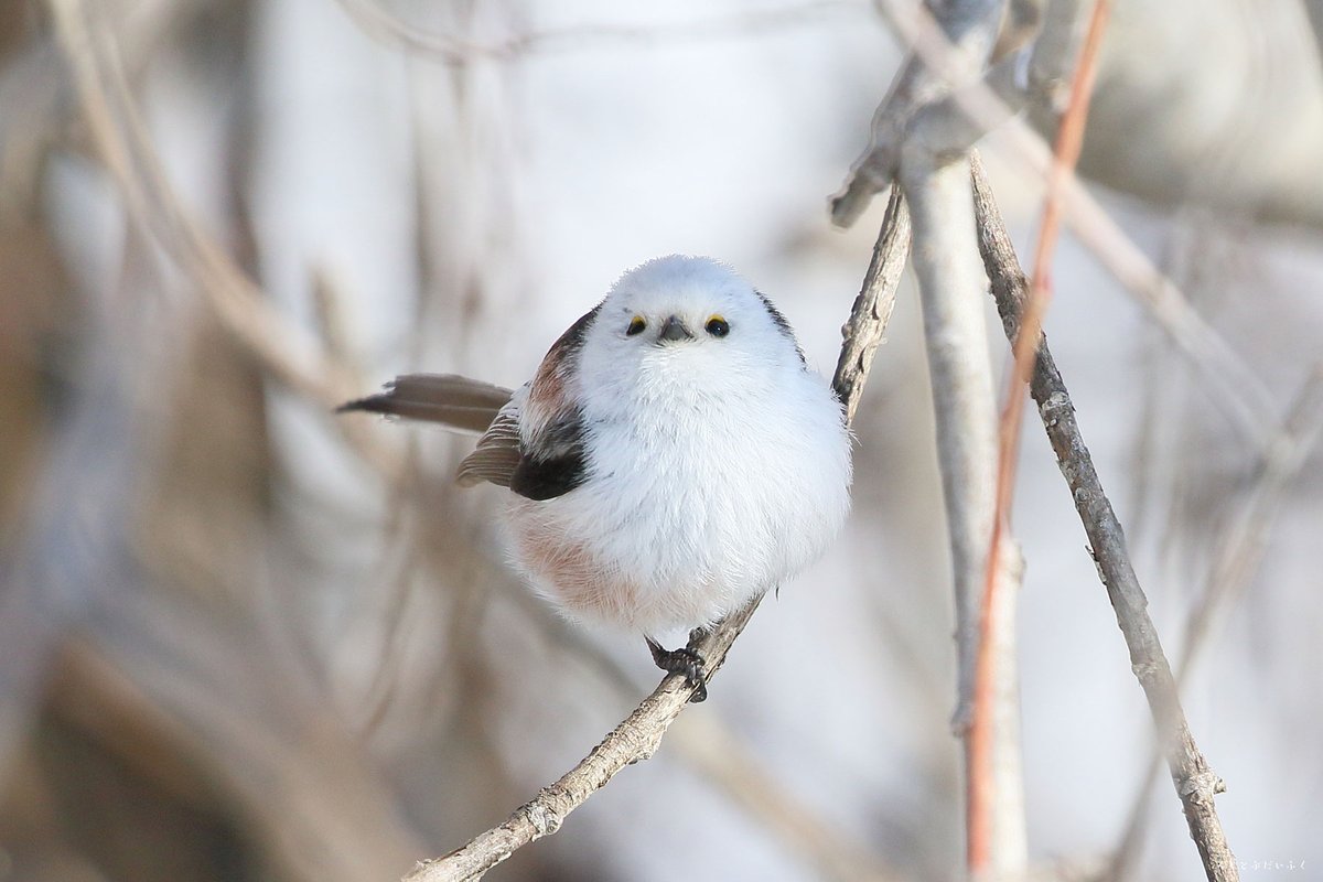 ぼく シマエナガ 在 Twitter 上 きょうから幸せの白い鳥になります T Co Taqwfyiglx Twitter ぼく シマエナガ 在 Twitter 上 きょうから幸せの白い鳥になります T Co Taqwfyiglx Twitter