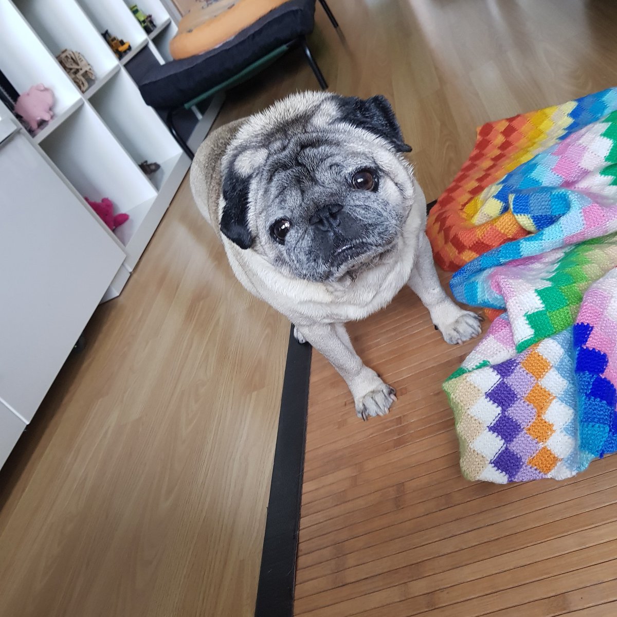 Lucas_Pug's tweet photo. @PUNCLauraC https://t.co/mYI37qZAfU