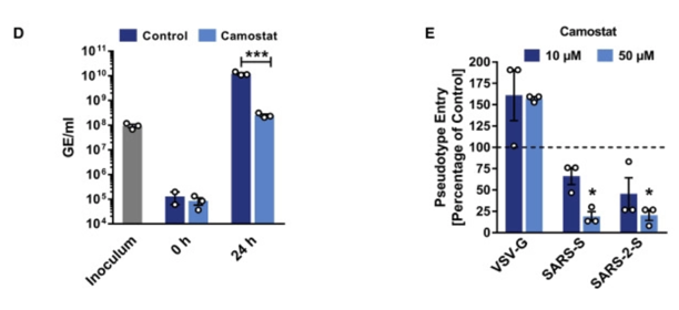 Calu-3 cells were pre-incubated with CM and infected with SARS-CoV-2 (D). Genome equivalents in culture supernatants were determined by qRT-PCR. They also investigate whether TMPRSS2 is required for SARS-2-S-driven entry to lung cells (E). https://www.cell.com/cell/fulltext/S0092-8674(20)30229-4?rss=yes#%20 #COVID1919/x