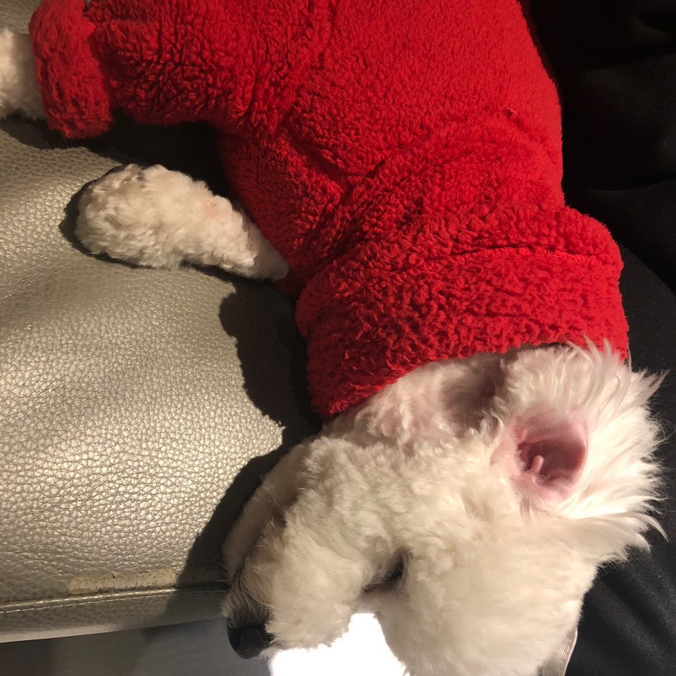 official_JDH93's tweet photo. [🐶]
개밤🌙......zZ 쿠로롤롱 https://t.co/dHA4OQJmsC
