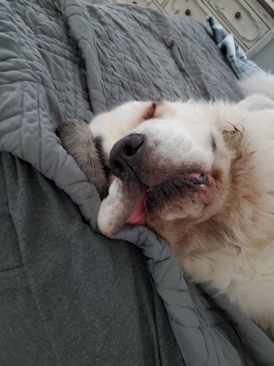 Bo5502's tweet photo. Dogs across the nation have never been happier that we are home with them 24/7 https://t.co/5jQ69Ayc1b