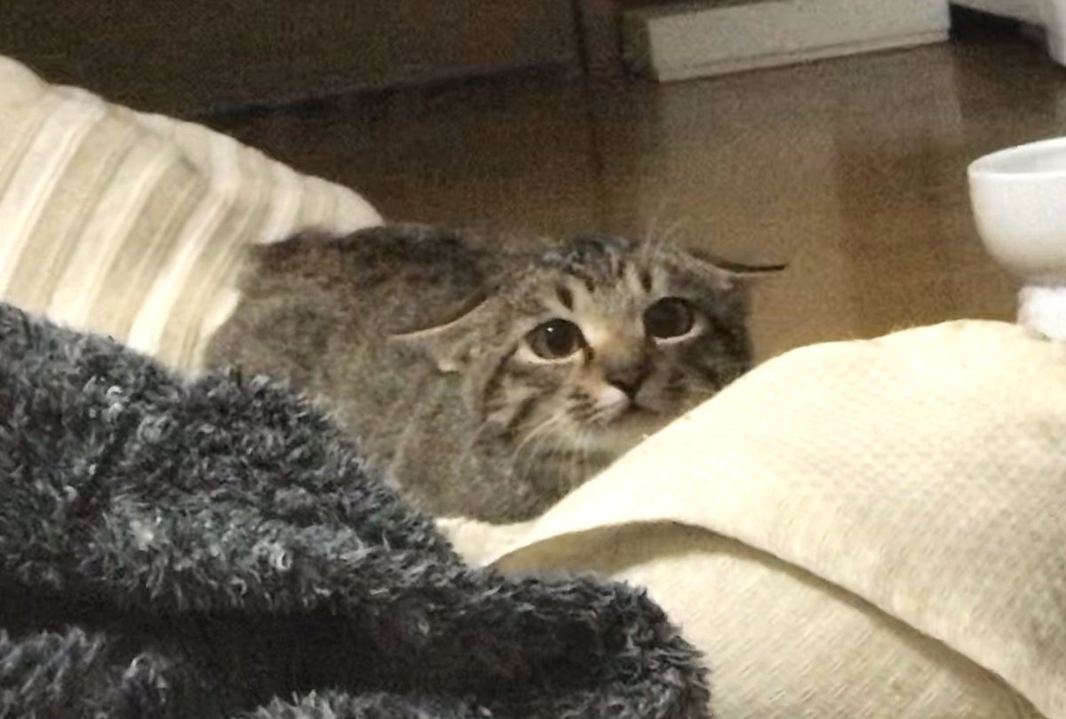 Trackiss Pa Twitter 獲物を狙うときの猫は こう 耳がペッターンってなります かわいいです T Co Uoi8elbr0f Twitter