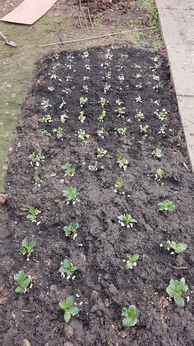 One response to self-isolation is to grow your own food. A patch of order and positive thinking in the midst of chaos #gardeningisnotcancelled #GYO