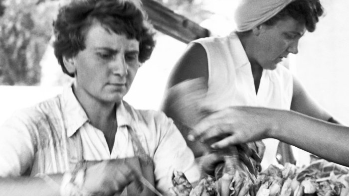 Step back in time to the days of horse-and-boat with the NFB’s 1959 film, “The Back-breaking Leaf,” a 30-minute documentary describing the gritty work in Delhi’s tobacco harvest season.

 nfb.ca/film/the_back-… via <a href="/thenfb/">National Film Board of Canada</a>