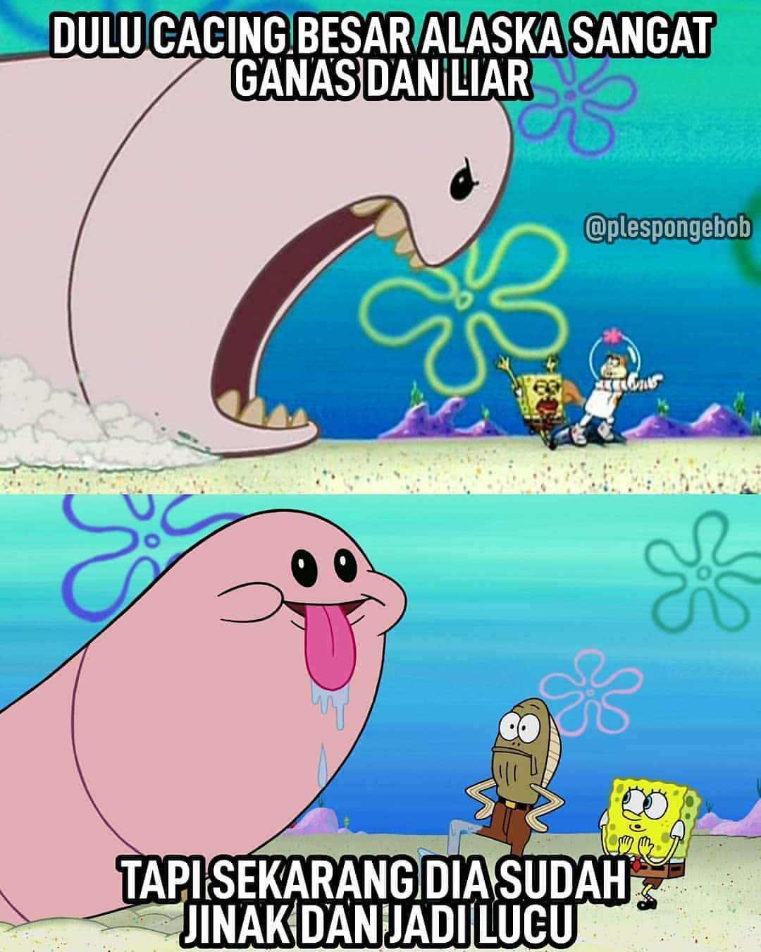 Cacing besar alaska spongebob