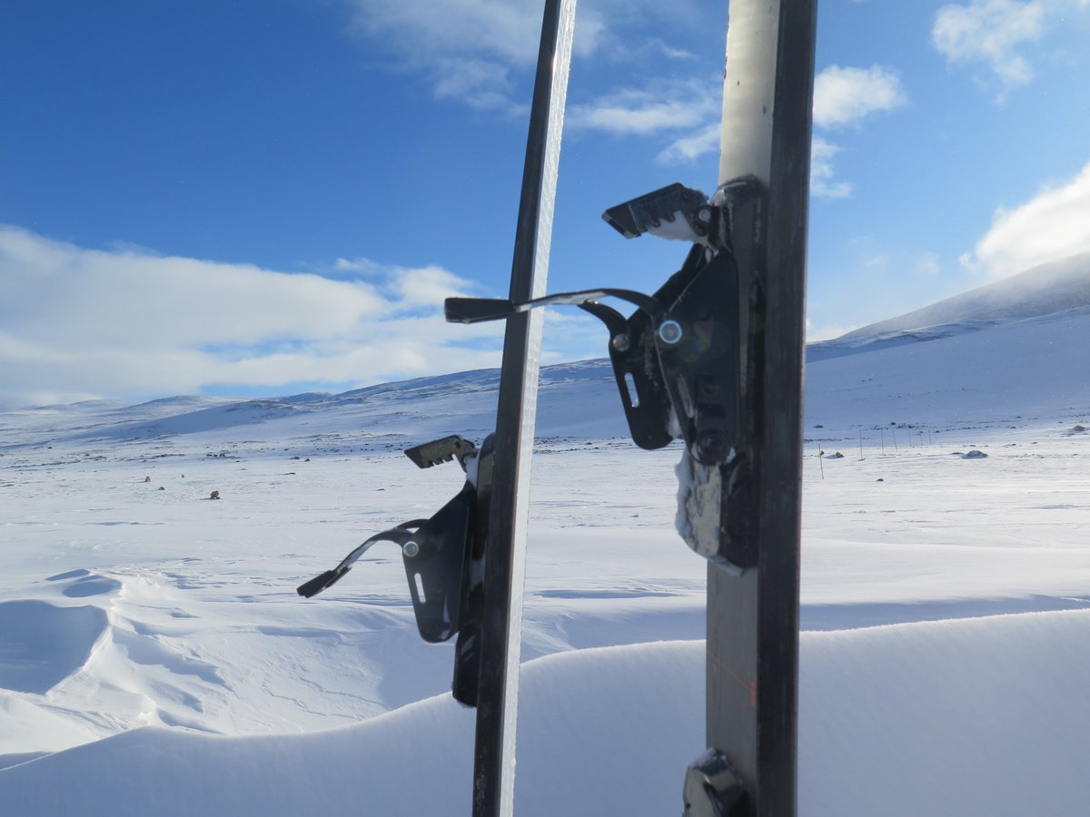 Stef a testé les nouveaux skis Rossignol BC 100 avec les peaux adaptées ainsi que les nouvelles fixations Rotefella à Câble. Super retour depuis la Norvège ! skirandonneenordique.com/tests-et-avis/… #skirandonneenordique