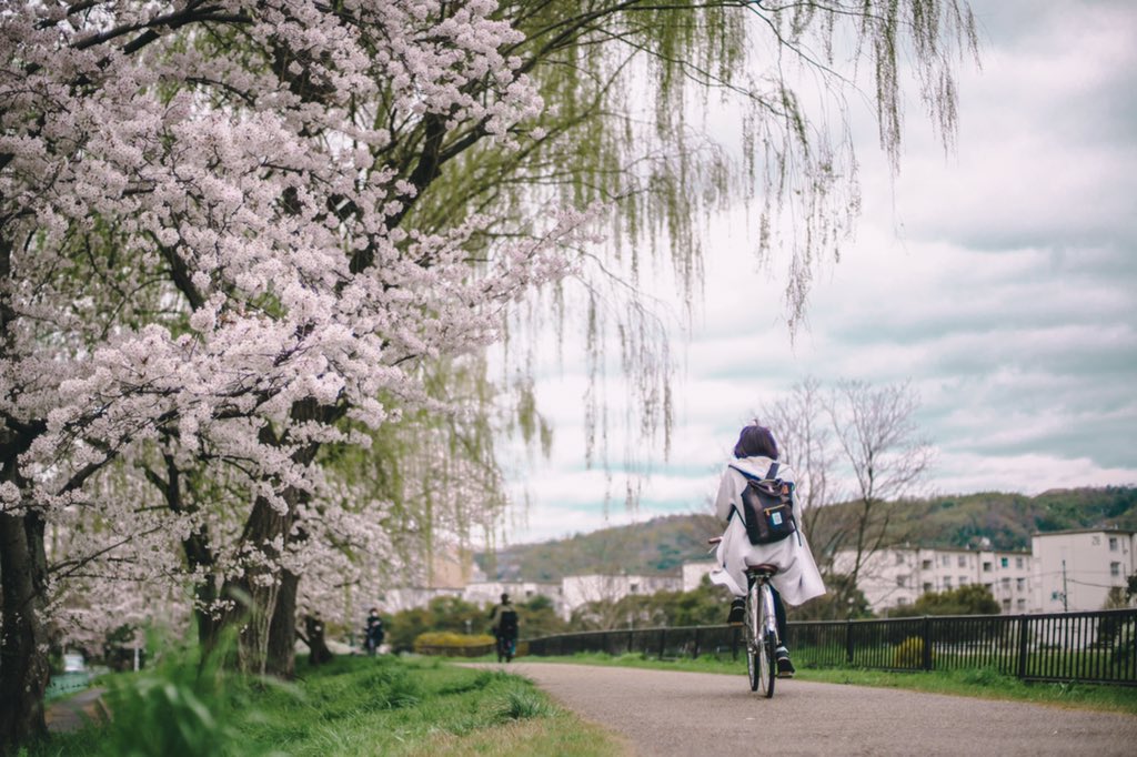 hirotokawagoe's tweet photo. On the Way Back Home
#onthewaybackhome #cherryblossom #japan #kyoto #streetphotography #streetsnap #oldlens #manualfocus #ストリートスナップ #写活 #ファインダー越しの私の世界 #キリトリセカイ #オールドレンズ #マニュアルフォーカス https://t.co/1gakBY0XHV