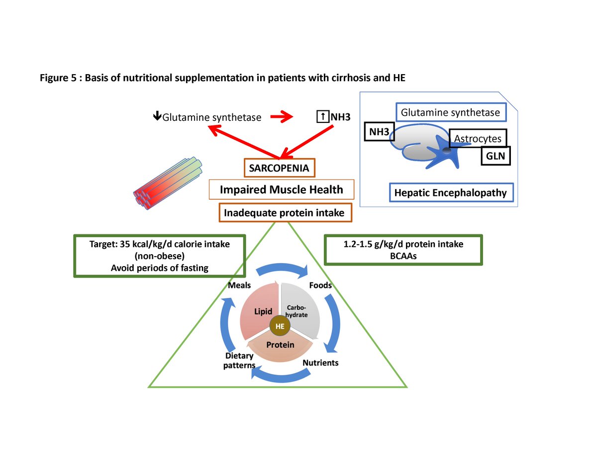JasmohanBajaj's tweet photo. It's out! 5 unresolved questions in #hepaticencephalopathy
- Driving?
- Blood Ammonia levels?
- Covert/minimal HE testing?
- New HE therapies?
- Nutrition/Sarcopenia/PROs
Read the #ISHEN consensus in #AMJGastro
https://t.co/vLeteceDLq
@AmCollegeGastro @AASLDtweets Authors tagged https://t.co/QhZM6UBEjI