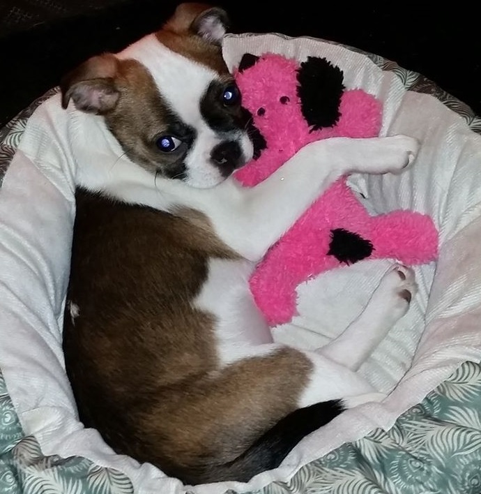 TELEAHQUA's tweet photo. Sillie obeying her stay at home order  @Sargel18 @TellEmSteveDave #TESD https://t.co/KrdYD4r32v